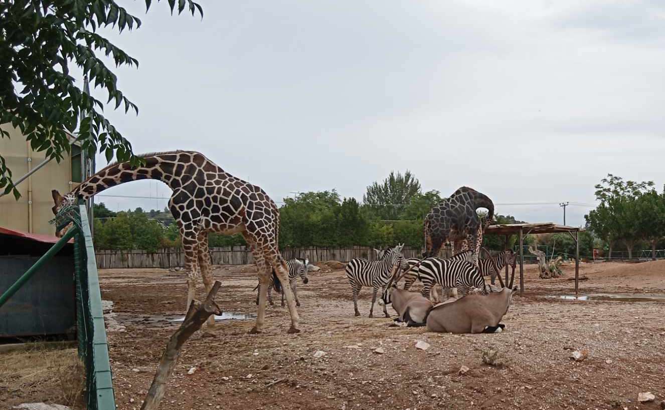 You are currently viewing Το Αττικό ζωολογικό πάρκο