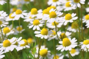 Ο Βοτανικός κήπος